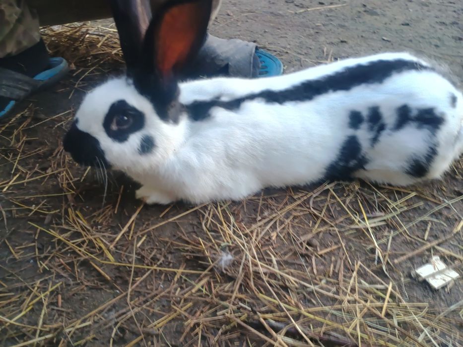 Кролі,строкач, фландер.