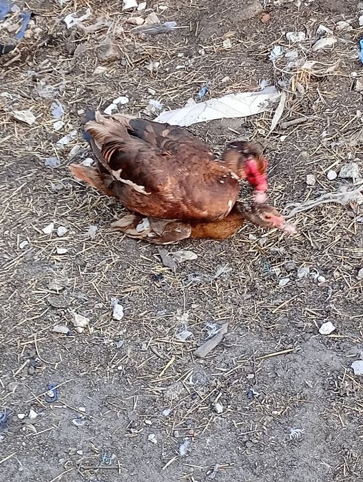 Jaja lęgowe od kaczek piżmowych