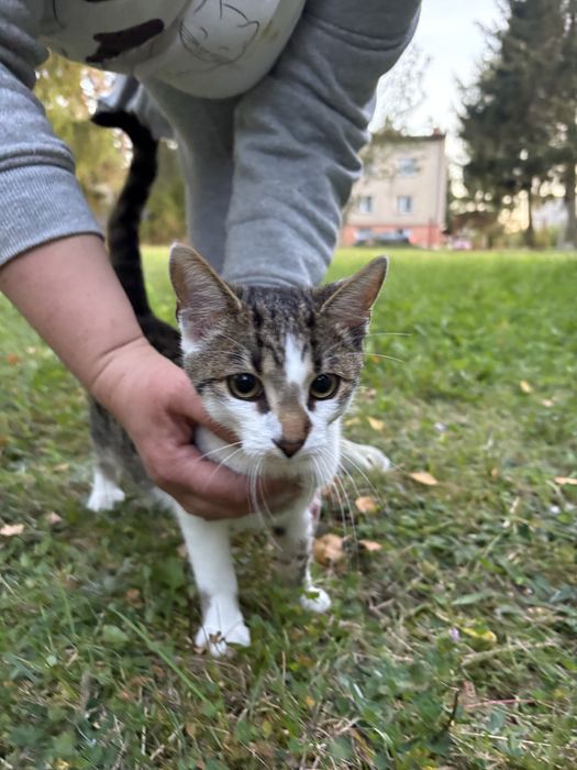Kotek szuka domu pokochaj proszę
