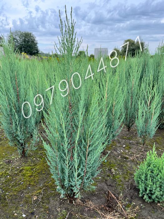 туя Смарагд  : 1.7-1.8м : ялівець,ялини,