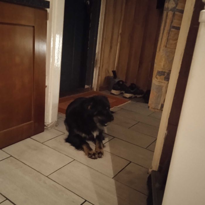 Znaleziono psa samca Przy zalewie zegrzyńskim