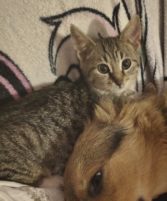 Małe kotki szukają domków