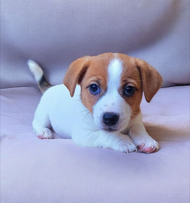 Круті породні джек- рассел