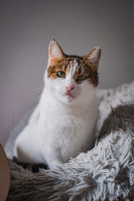 GRETA poszukuje domku