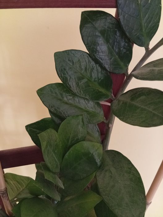 Zamiokulkas, zamia kwiat doniczkowy