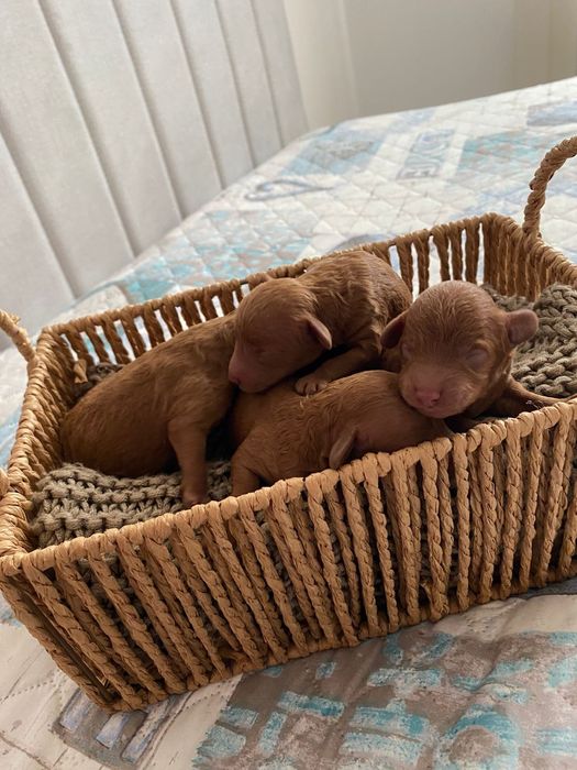 Той пуделята на бронь