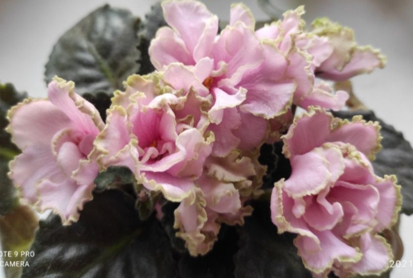 Фіалки сортові дітки. Набір #2 фіалок діток- 4шт