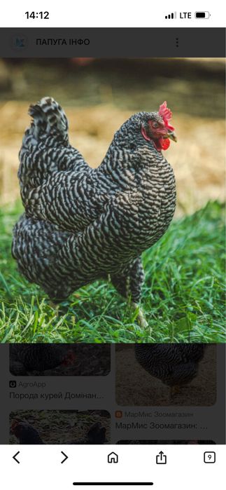 Продам кури Домінант