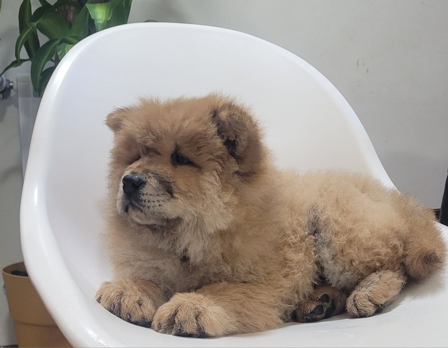 Chow chow fêmea laranja