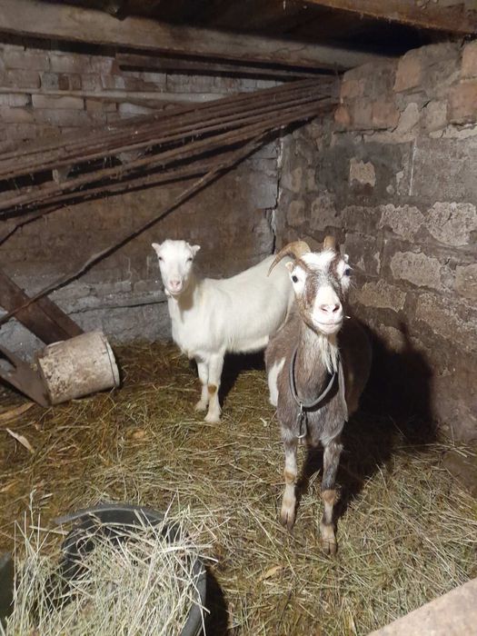 Продам кози і козенят