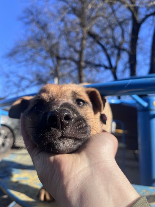 БЕЗКОШТОВНО віддамо в хороші руки цуценя дівчинка, 2 місяці