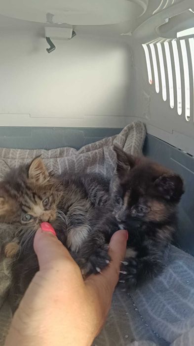 Gatinhas bebés para adoção responsável