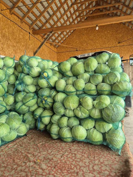 Продам білокачанну каусту