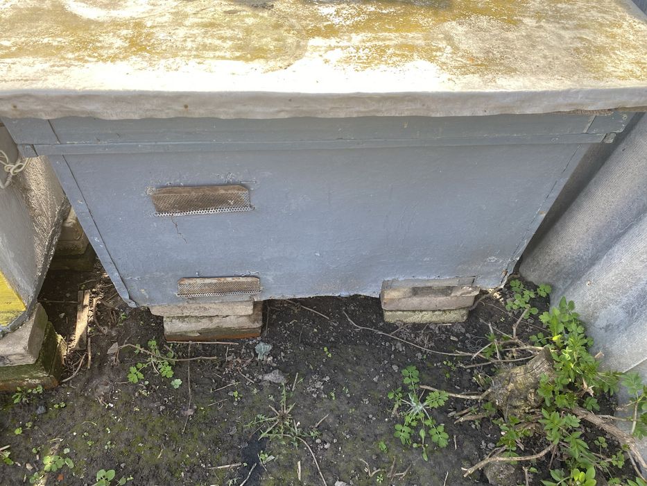 Продам 6 вуликів українка