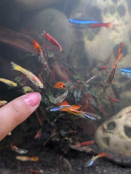 Guppies sortidos