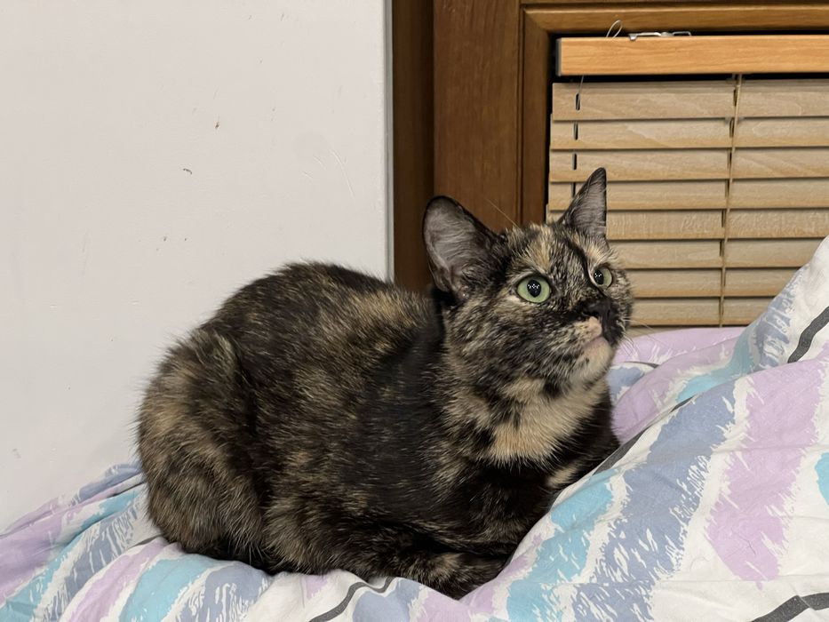 Lira, 8-miesięczna kotka, czeka na serce, które ją pokocha.