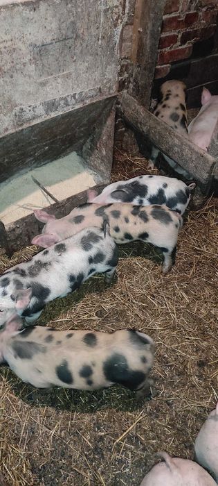 Продаються поросята