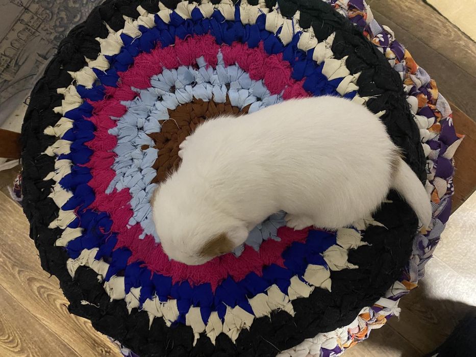 Банда Джеков  Расселлов