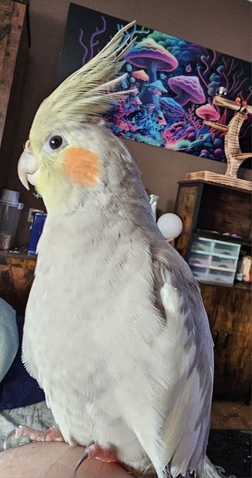 Papuga nimfa samczyk