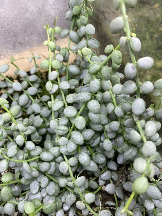Дісхідія Dischidia nummularia silver