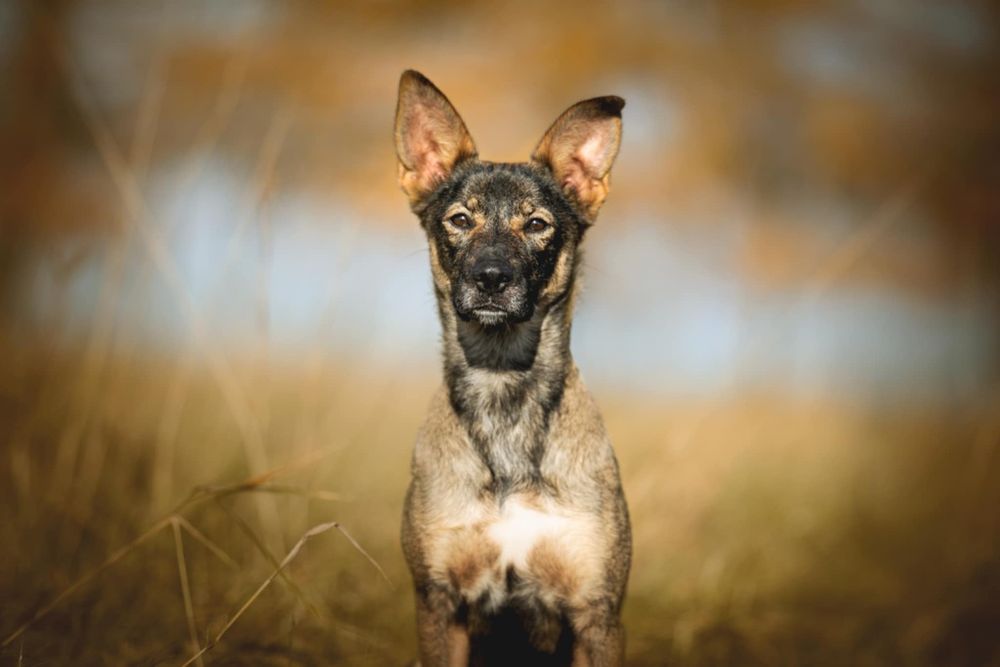 Cudna młoda sunia w typie owczarka malinois.