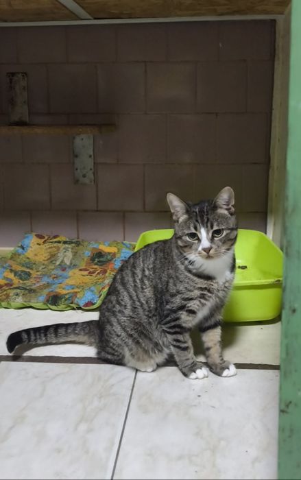 Котята из приюта ,ищем семью!
