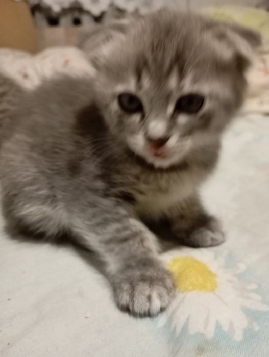 Продам веслоухого котенка