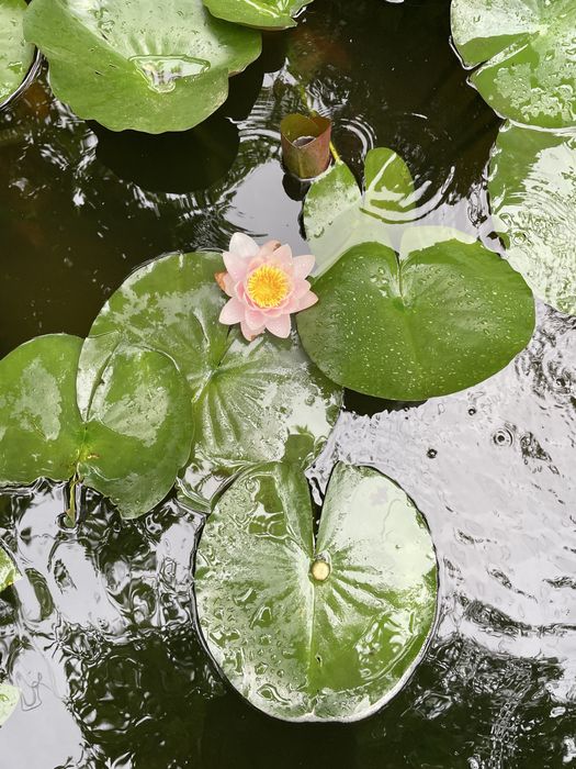 Nenufares cor de rosa com envio gratuito