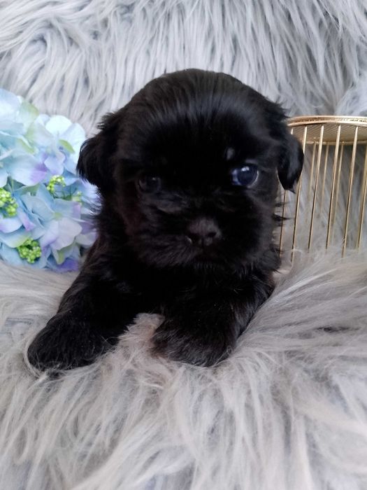 Piękny czarny piesek rasy Shih-Tzu