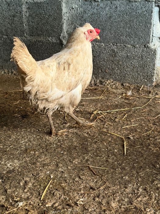 Ovos caseiros galados ( ótimos )