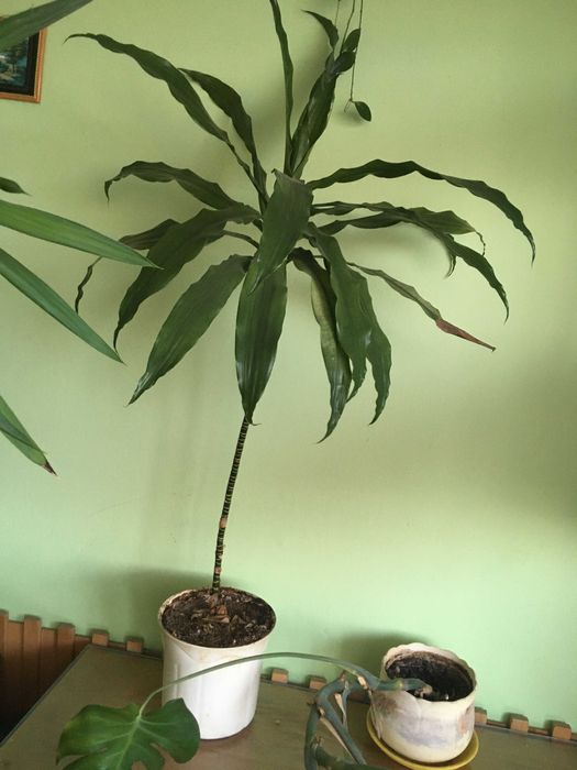 Juka, Dracena, Monstera
