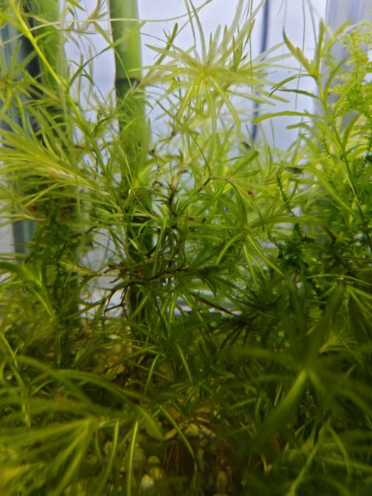 Guppy Grass (Najas guadalupensis) – Planta Ideal para Alevins e Camarões!