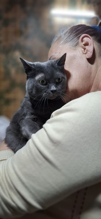 Шукає дім неймовірна красунечка. Британка