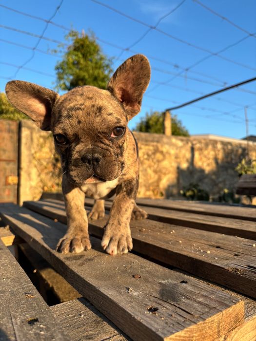 Bulldog macho fantastico