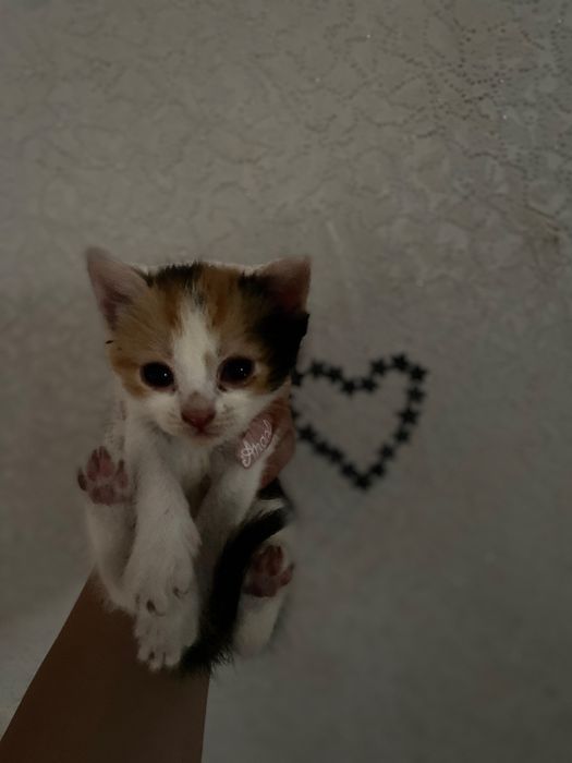 Продаю кошеняток