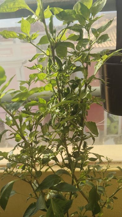 Plantas mangas e piripiri barato