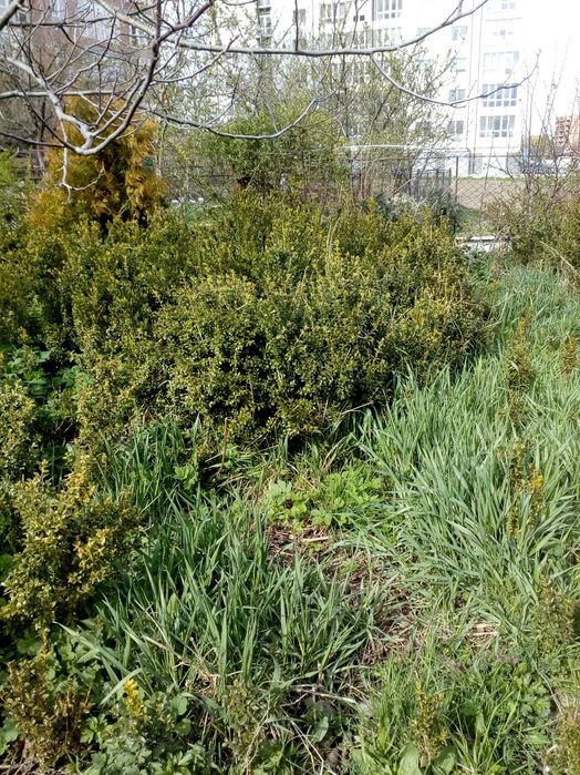 Самшит вічнозелений. Озеленення.