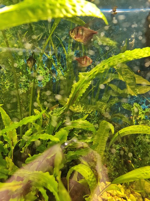 Торнеція колір бордовий тигрик та креветки рожев