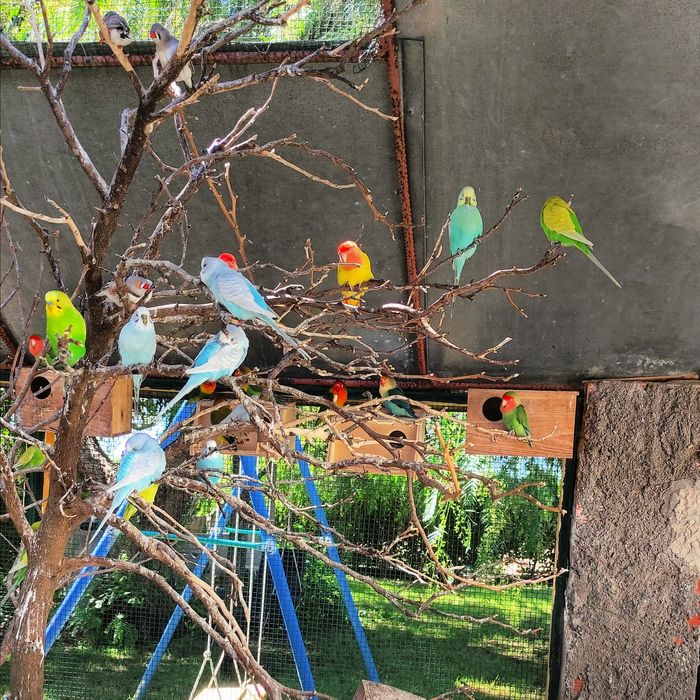 Pássaros: roseicolli