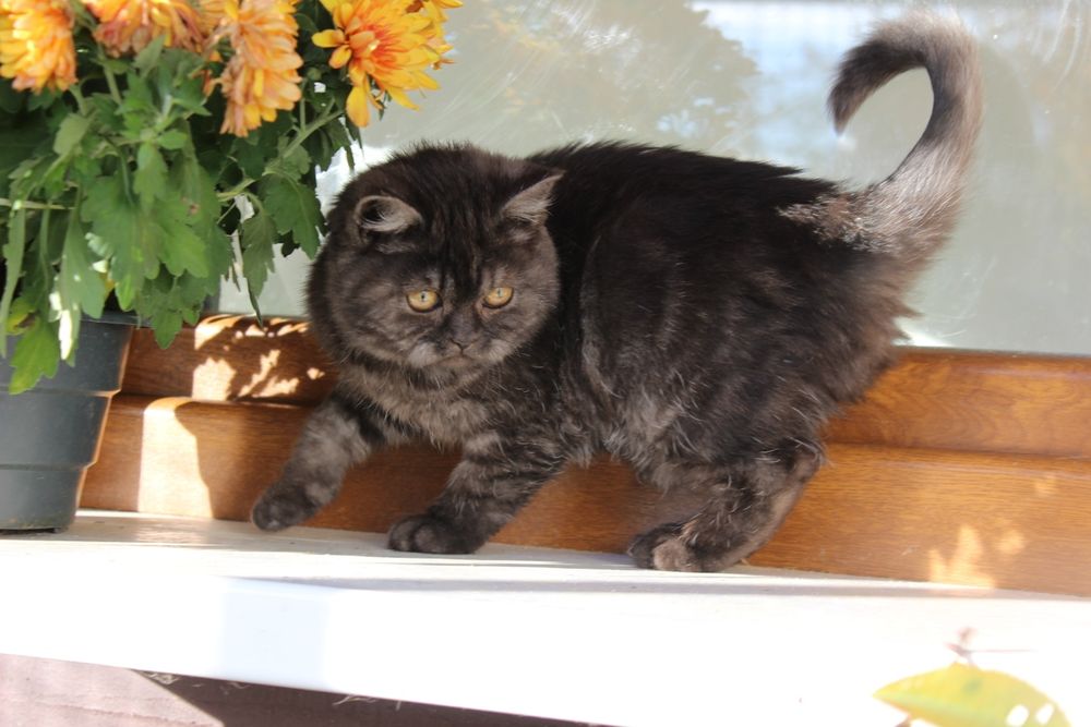 Британка шоколадна дівчинка