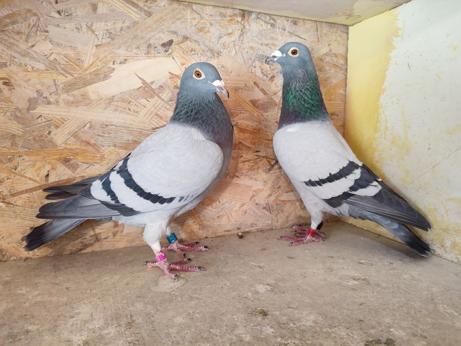 Likwidacja hodowli gołębi pocztowych.