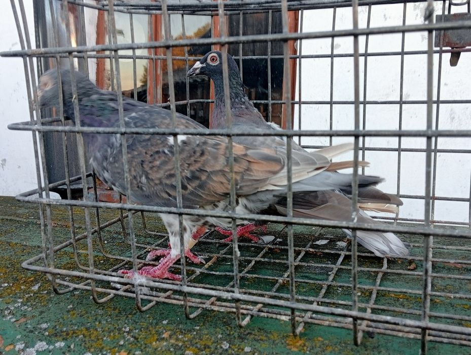 Gołębie pocztowe opal