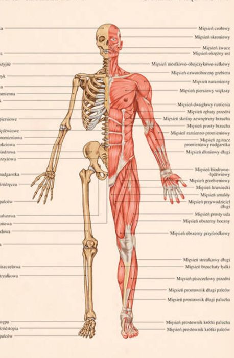 Korepetycje BIOLOGIA NAUCZYCIEL matura 2026
