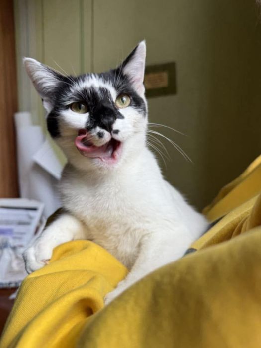 Кошеня, котеня, котенок, котик, киця, кицюня, кітка, кіт