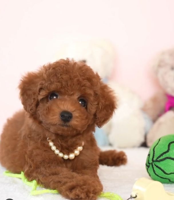 Дівчинка той пудель,ред браун