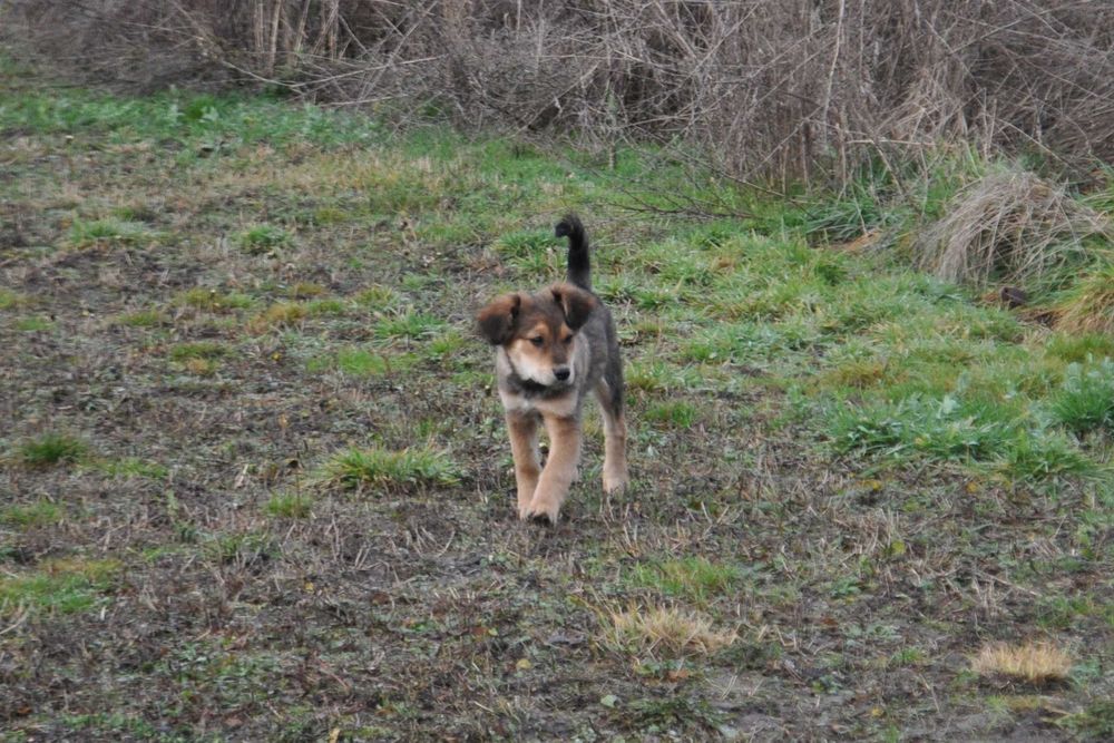 Szczeniaki do adopcji - pies, suka - okolice Hrubieszowa