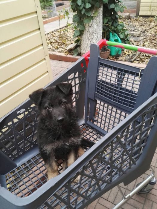 Кабель немецкой овчарки для вязки