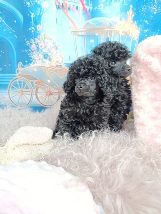 Pudel Toy-Czarny  chłopiec