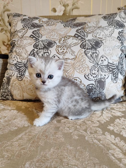 Шотландські кошенята, дівчатка