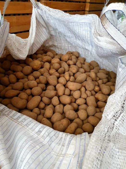 Ziemniaki do sadzenia